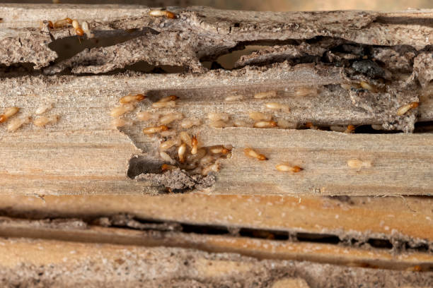 Best Pest Prevention Services  in Spearville, KS